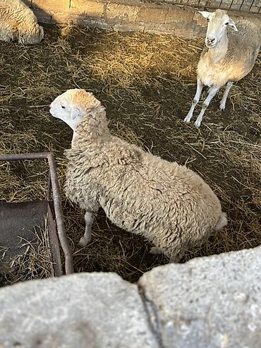 heyvanlar və balaları: Ekizbala quzular biri erkəy biri dişidir
Sabirabad rayonu bulduq kəndi — 2