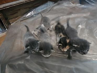 хайленд фолд: Котята из 5 малышей. Описание: - Возраст на фото: совсем крошки — 2