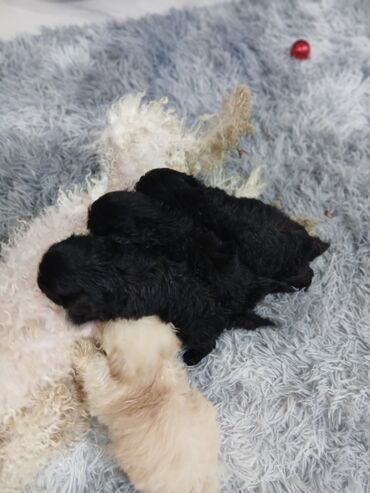 İtlər: 2 ay, Dişi, Peyvəndli, Pulsuz çatdırılma — 11