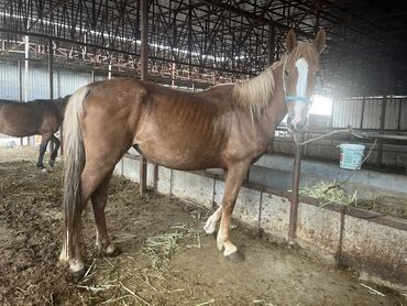 Другие животные: Бооз бее сатылат бойу примерно 160 Жашы 5 те