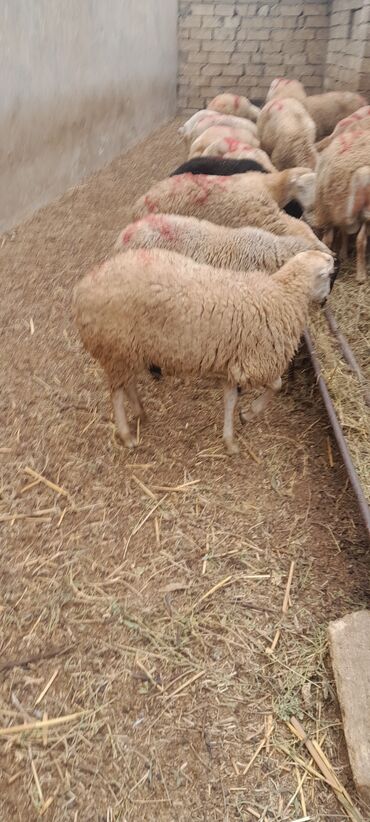 Qoyunlar, qoçlar: Erkək, il: 8, 55 kq, Damazlıq, Ünvandan götürmə — 9