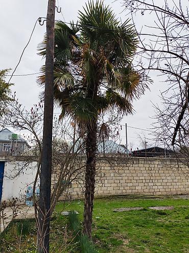 xoruz otu bitkisi: Satılır: Həyət üçün iri dekorativ palma ağacı (fan-palması tipli) - — 2