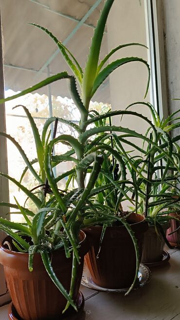 тактай пол: Лекарственное Алоэ в горшках (Aloe vera/алоэ древовидное). - Живые