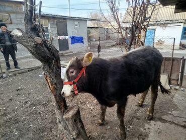 Коровы, быки: Продаю | Бык (самец) | Полукровка, Монбельярд | На откорм | Привязанные — 7