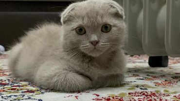 маленький кот: Шотландская вислоухая (Скоттиш фолд). 3 месяца, проглистован, привитой