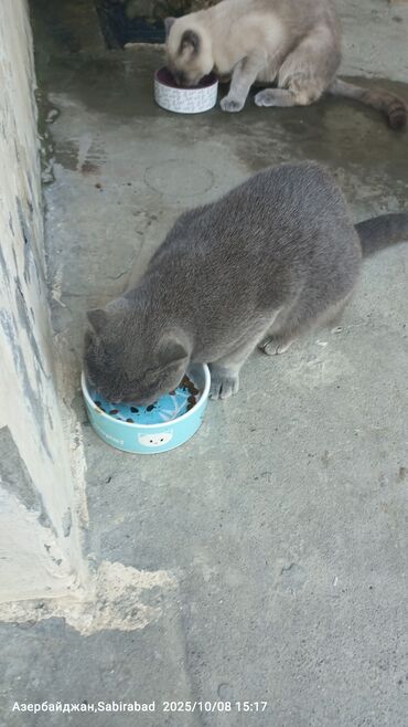 heyvanlara verilen xususi adlar: Məhsul: Pişik şotland Xüsusiyyətlər: - Material: qalın keramika –