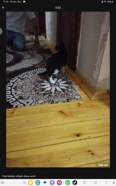 Pişiklər: Yaxşı əllərə — 14