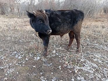 Коровы, быки: Продаю | Бык (самец) | На откорм | Привязанные — 6