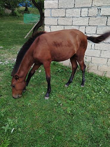 приют для животных в баку адрес: Satılır: gənc doru tay - Cins: doru rəng, qaraya çalan yalı və quyruq — 3