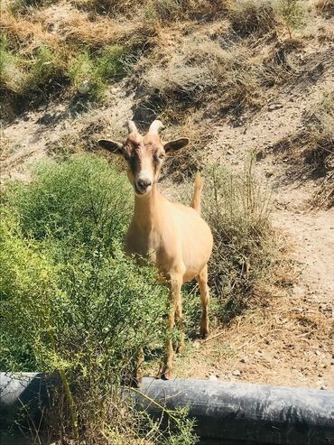 Keçi, çəpiş: Məhsul: Qoyun-keçi təsərrüfatı üçün keçilər Təsvir: - Şəkillərdə — 15