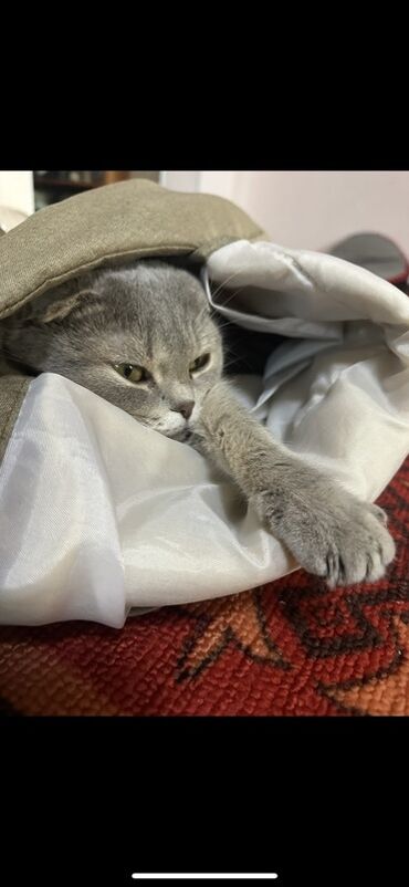 продаю в связи с переездом: Шотландская вислоухая кошка (Scottish Fold)

Отдам даром3 года