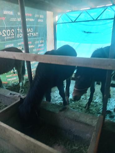 Лошади, кони: Продаю | Жеребенок | Для разведения — 10