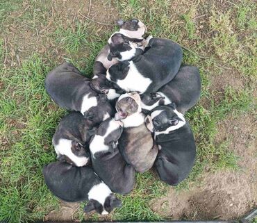 hranilica za svinje: Boston terrier odg Srcky's sa blizu 30g profesionalnog staza u uzgoju