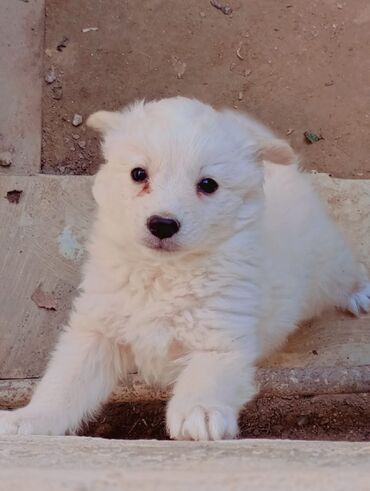 чихуахуа в добрые руки: Zvonok, 2 ay, Dişi