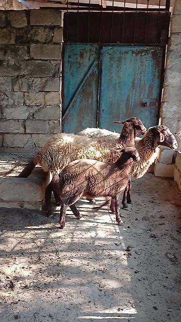 balın kilosu: Ana nala 1.ci qarin bala disi. qirmizi qoyun 2 ci qarina bogaz. qumral — 1