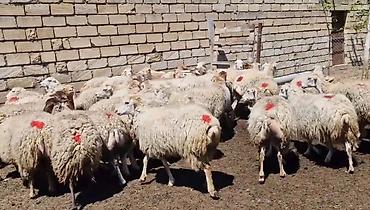 Qoyunlar, qoçlar: Dişi, il: 1, Damazlıq, Pulsuz çatdırılma — 11