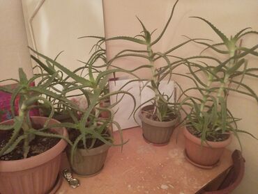 Комнатные растения: Продаю алое 3х летние