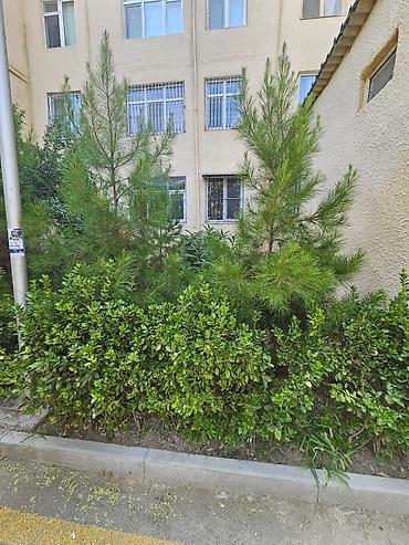 ulguc satisi: Bakı, 3 otaqlı, Köhnə tikili, 73 kv. m — 9