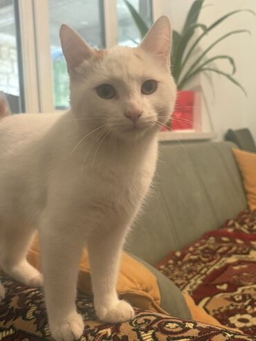 Pişiklər: Türk anqora, Erkək, Yaxşı əllərə — 8