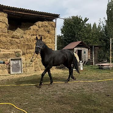 С/х животные и товары: Продаю | Конь (самец) | Рабочий — 3