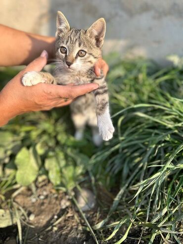 сибирская дымчатая кошка: Мышык бекер берилет: Породасыз, 2 айлык, Ургаачы