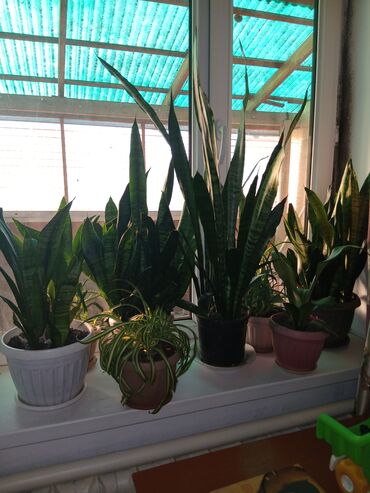 Драцены и Сансевиерии: Большой выбор сансиеверии — 15