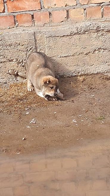 Продажа собак: Алабай, 1 месяц, Самец — 2