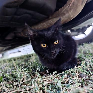 кошка черная: Кошка даром: Беспородная, 2 месяца, Девочка, Приучена к лотку — 1