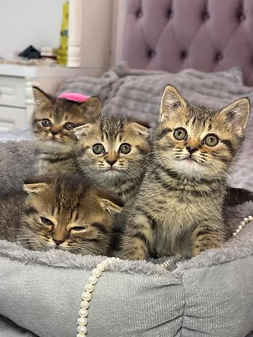 Pişiklər: Şotland yastı qulaq, Erkək, Dişi, Yaxşı əllərə, Ünvandan götürmə, Pulsuz çatdırılma, Ödənişli çatdırılma — 4