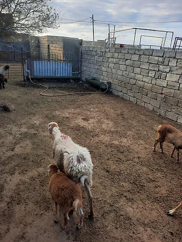 Бараны, овцы: 5Qoyun və5 quzu dəsti - Ana qoyun – südlü, quzu əmizdirir. Yerli — 5