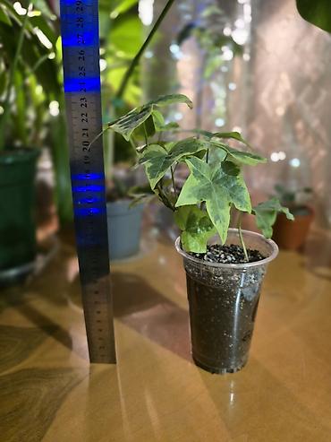 английский плющ купить: Плющ комнатный (Hedera helix), пестролистная форма. - Компактный — 2