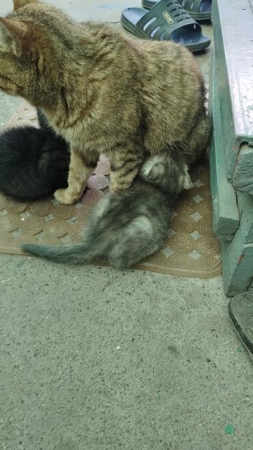 в хорошие руки: Отдам котят в хорошие руки город Бишкек