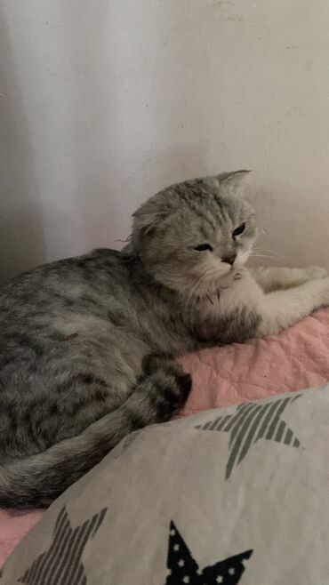 где можно купить шотландского вислоухого котенка: Продаю кота,зовут КИСА ему 2года,мы его очень любим😭😭😭😭по семейным