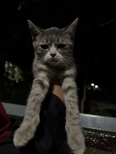 купить кошку манчкин: Котёнок серого окраса с белыми отметинами - Порода: домашняя — 5