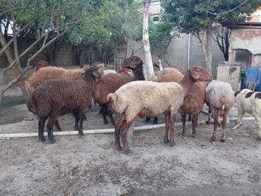 qoyunlar satilir: Dişi, il: 1, 60 kq, Damazlıq