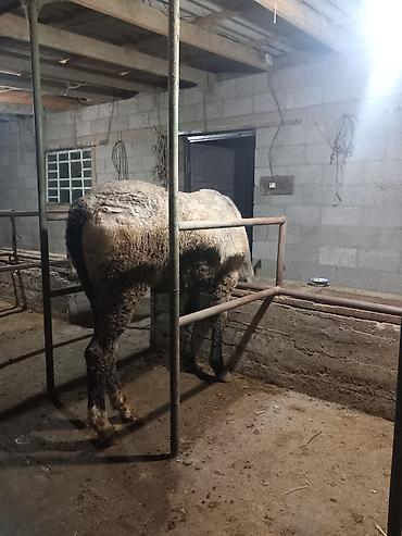 Лошади, кони: Продаю | Конь (самец) | Полукровка | Рабочий — 5