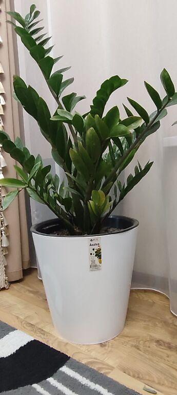 Замиокулькас (Долларовое дерево): Замиокулькас (Zamioculcas zamiifolia) в декоративном пластиковом — 6