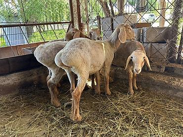 Баран, овца: Продаю | Ягненок | Арашан | Для разведения | Племенные — 9