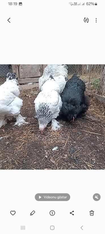 Toyuqlar: Toyuq, Brama, Damazlıq — 2