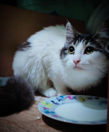 кошачья еда: Милый кот, со всем кошачьим
с кошачьим кормом