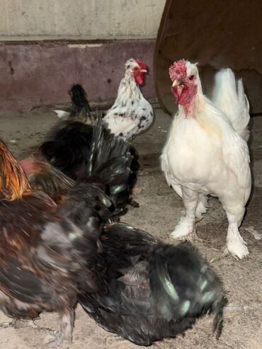 кролик декоративные: Продам породистых карликов