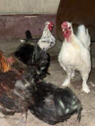 куплю курей домашних: СРОЧНО ПРОДАЖА 
ПЕРЕПЁЛКИ 
КУРЫ ПЕТУХИ
ИНДЮКИ
СИБРАЙТ
УТКА