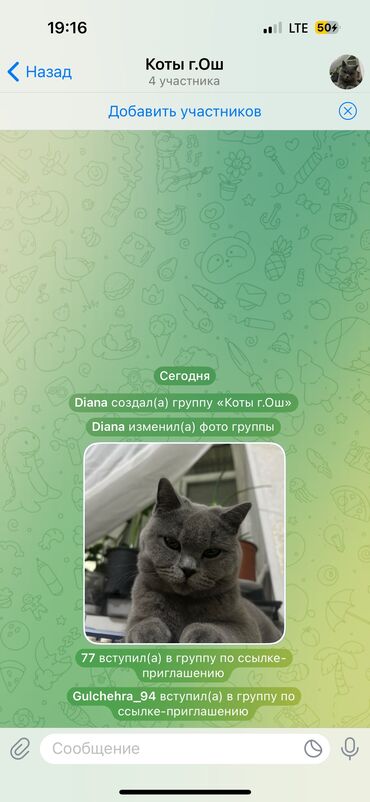 Продажа кошек: Беспородная, 8 месяцев, Мальчик, Белый, Метис, Приучена к лотку, Проглистована