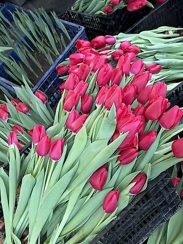 Букеты из живых цветов: Тюльпаны на 8 марта Принимаю корпоративные заказы с оформлением 16 — 5