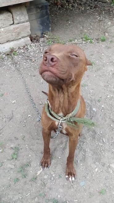 itlət: Pitbul, 2 ay, Dişi, Peyvəndli, Ünvandan götürmə