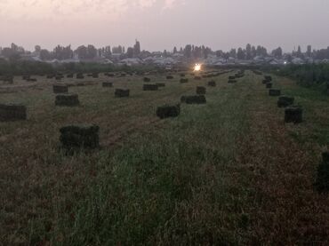 зерно ячмень: Беде прес сатылат.Маевка круговой объездной.500 штук