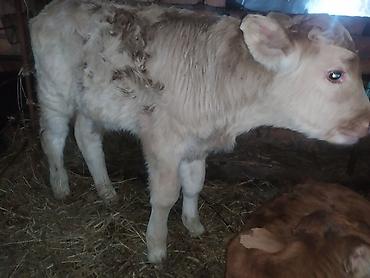 Коровы, быки: Продаю | Музоо, торпок | На откорм | Искусственник — 7