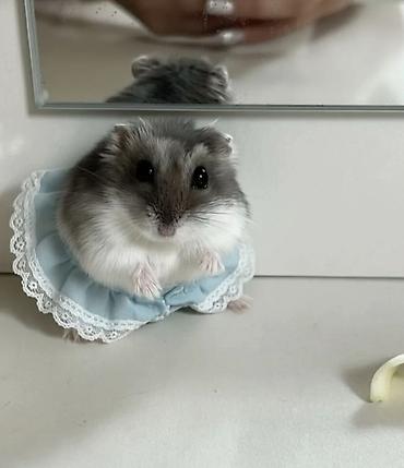 Gəmiricilər: Xamyak cunqarik bir cut ag vəya boz: Bir qəfəs bir kq yem iki aylıq — 2