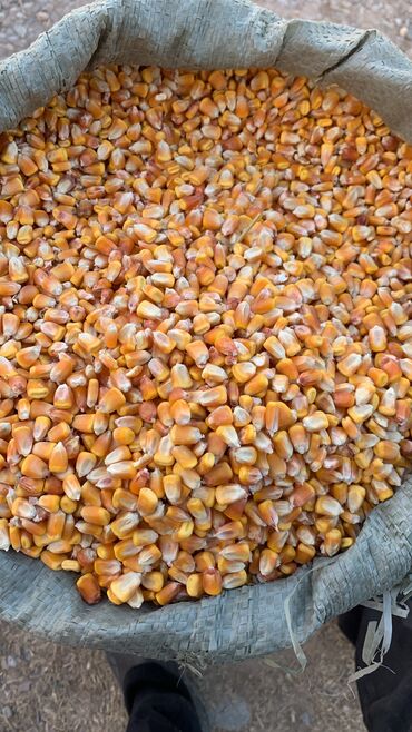 актигрол цена в бишкеке: Куплю кукурузу 30-50 тонн 
18 сом/кг
Влажность не выше 14%