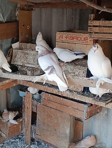 сколько стоит индюк: Голуби голубей птицы. все на игре. гоняю — 9
